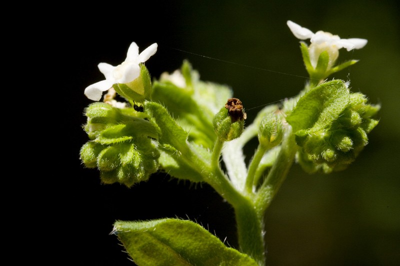 Hackelia ursina var. ursina