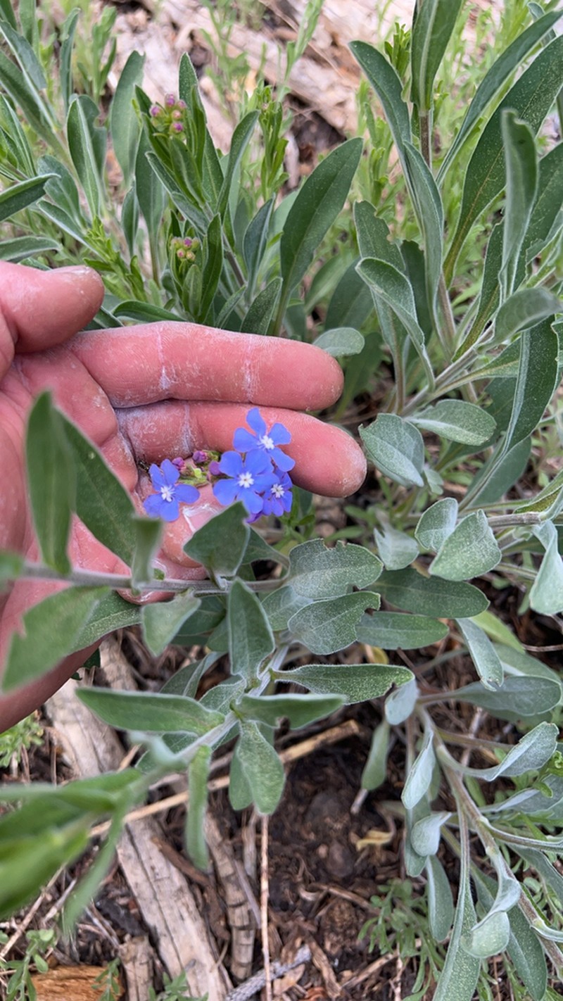 Velvet Stickseed