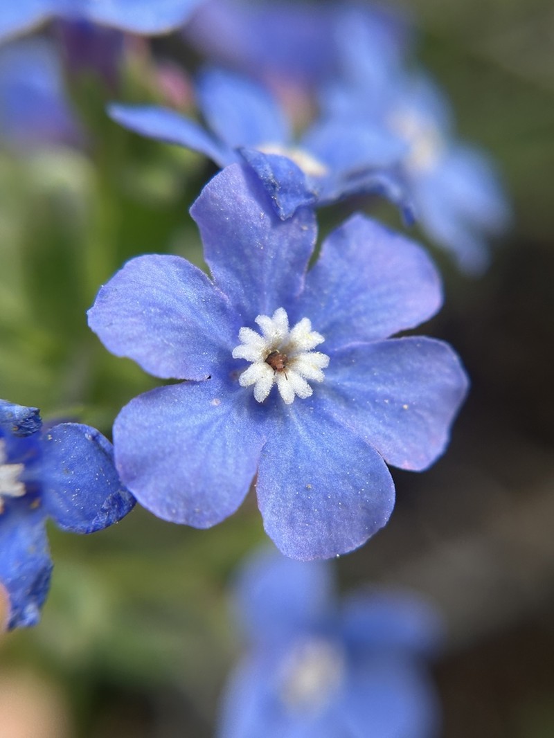Velvet Stickseed photo 2
