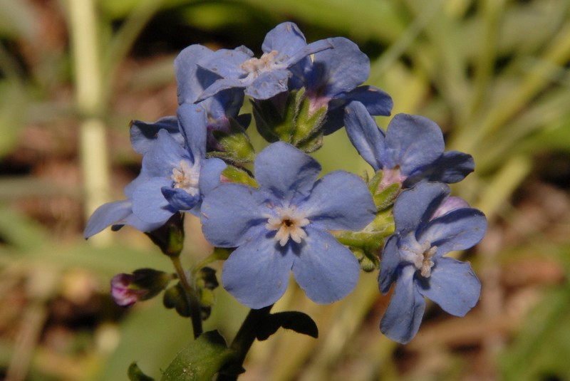Velvet Stickseed photo 3