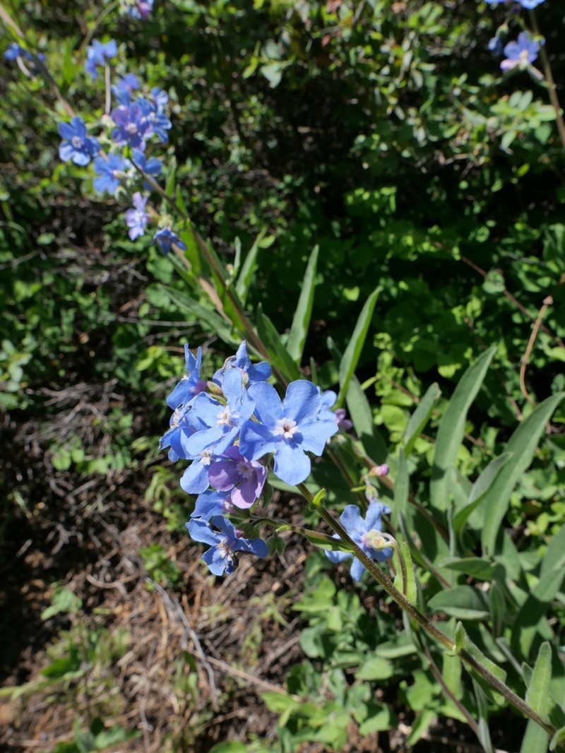 Velvet Stickseed photo 4