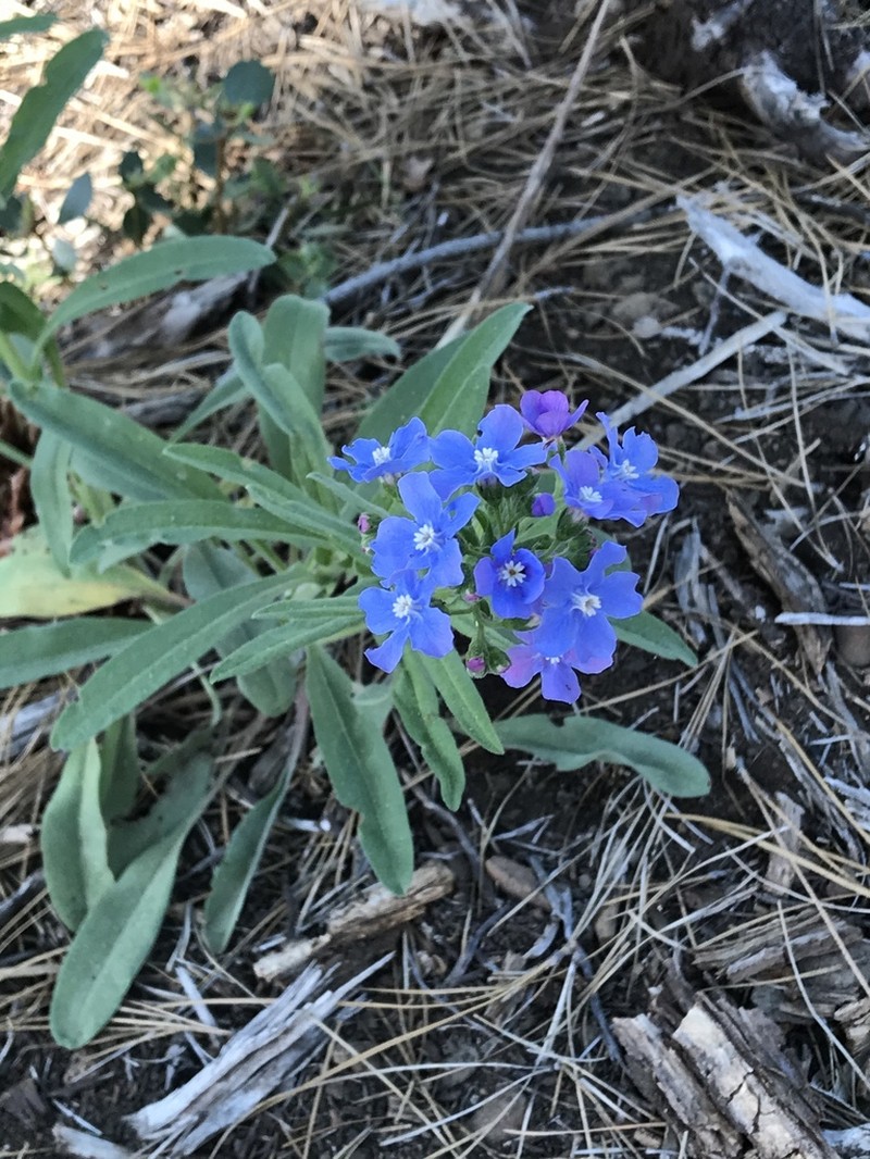 Velvet Stickseed photo 5