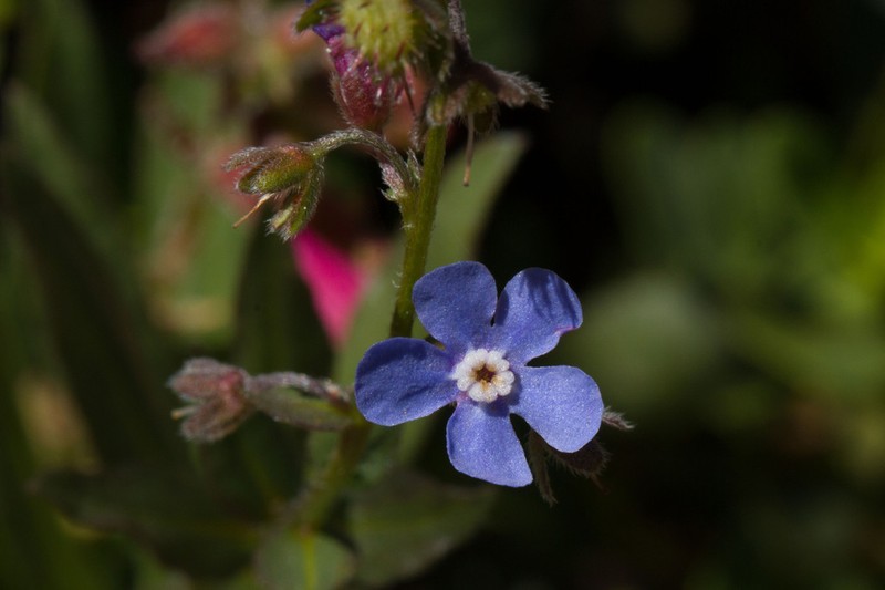 Velvet Stickseed photo 6