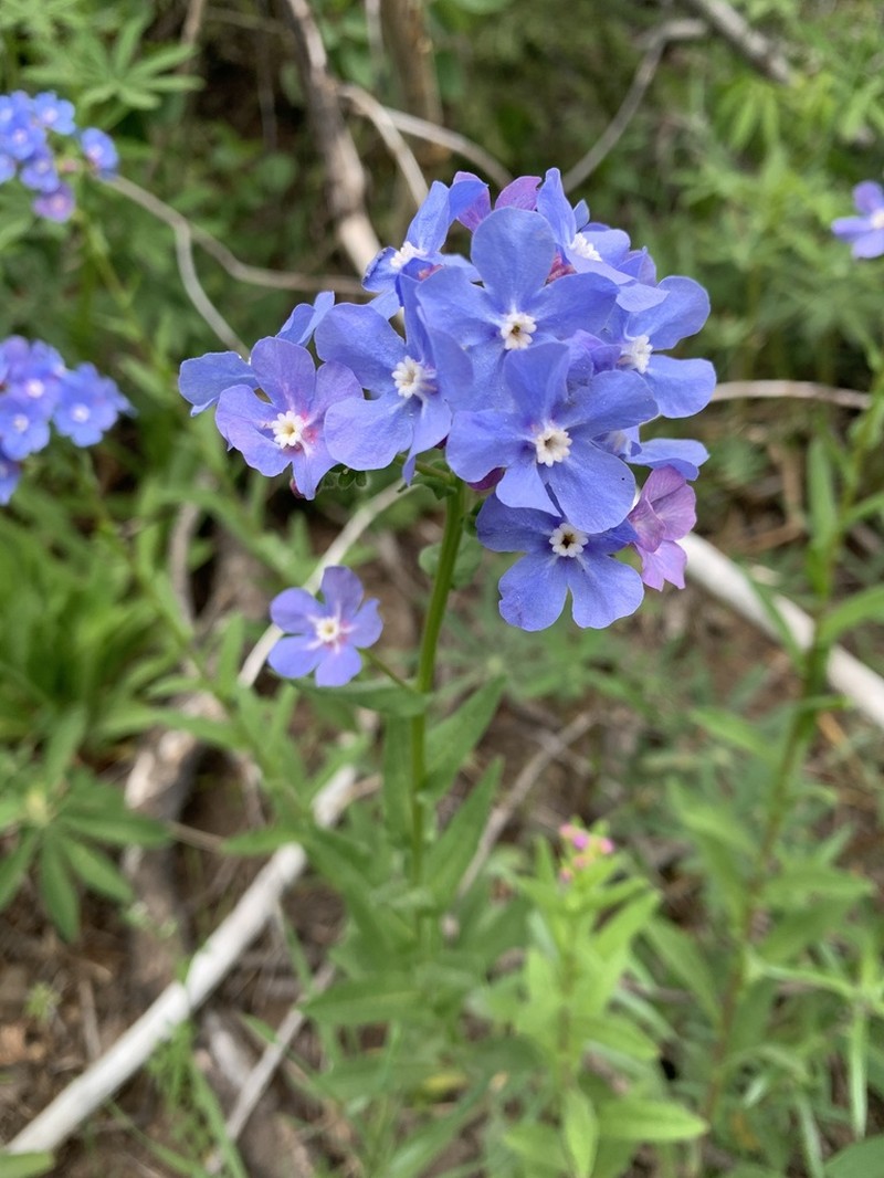 Velvet Stickseed photo 7