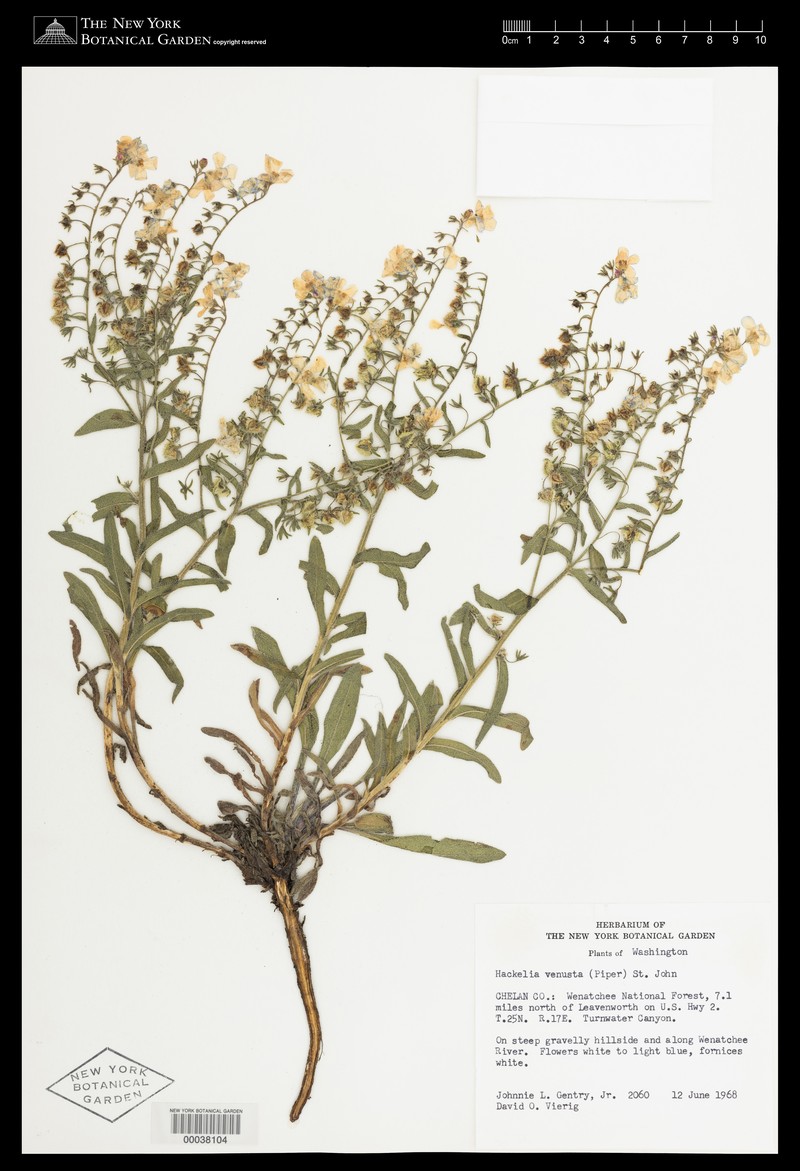 Lesser Showy Stickseed