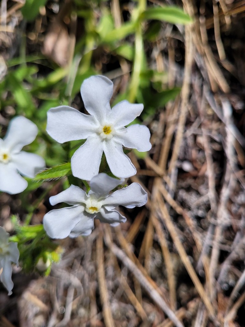 Lesser Showy Stickseed