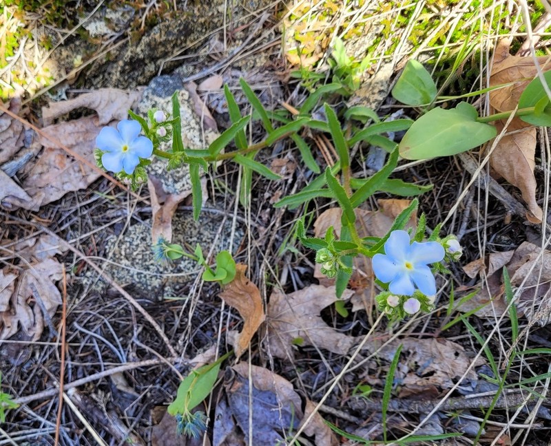 Lesser Showy Stickseed photo 2