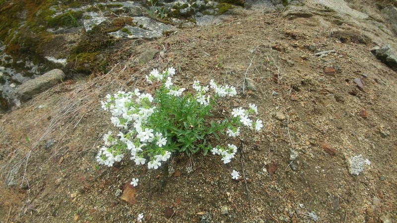 Lesser Showy Stickseed photo 3