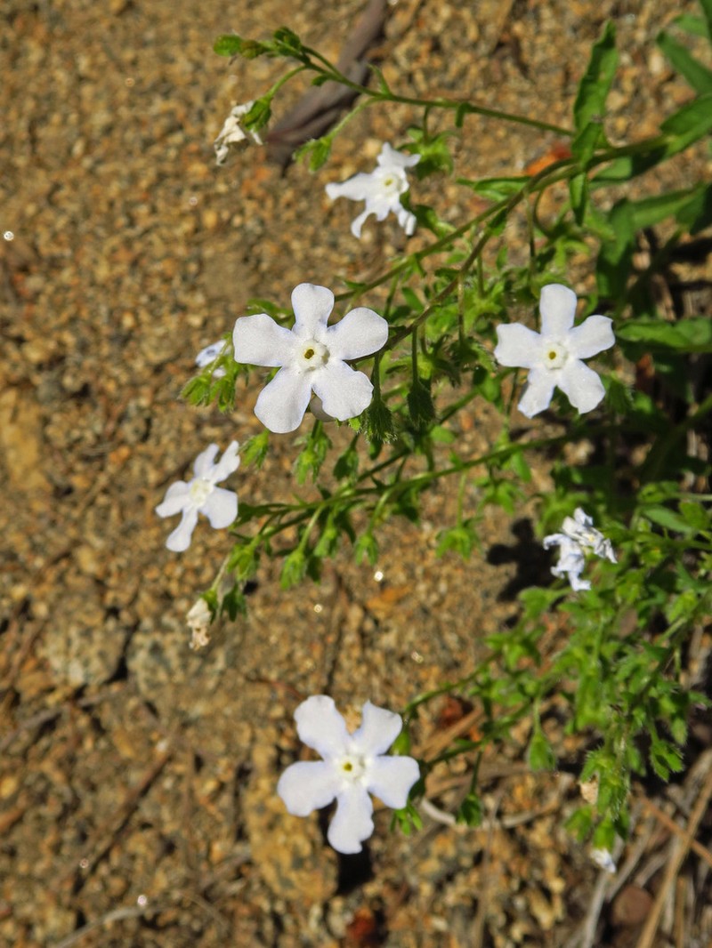 Lesser Showy Stickseed photo 4