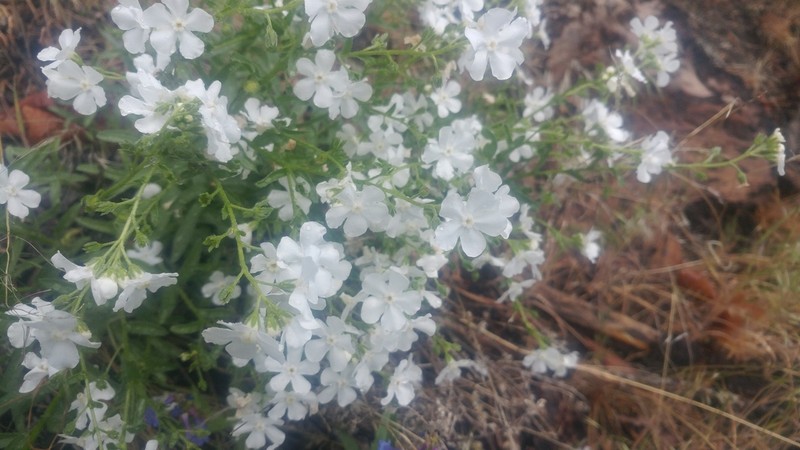 Lesser Showy Stickseed photo 5