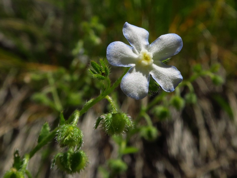 Lesser Showy Stickseed photo 6