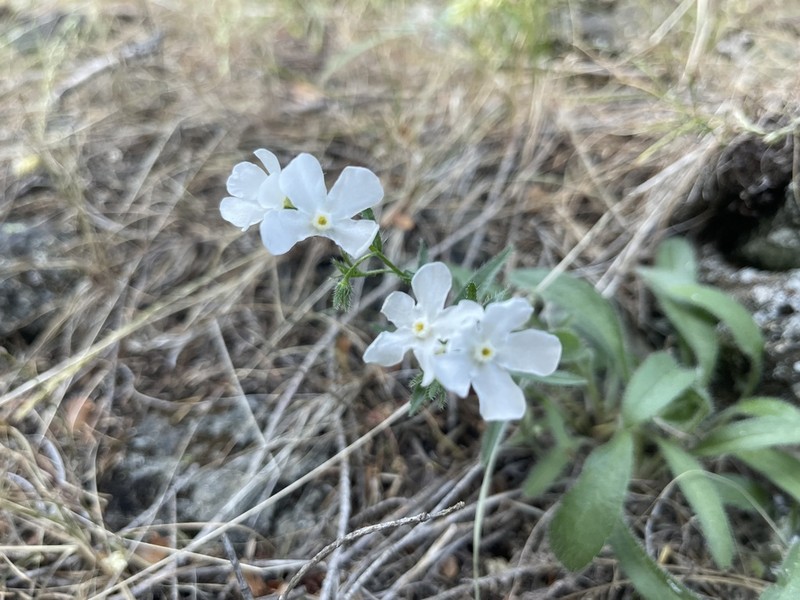 Lesser Showy Stickseed photo 7