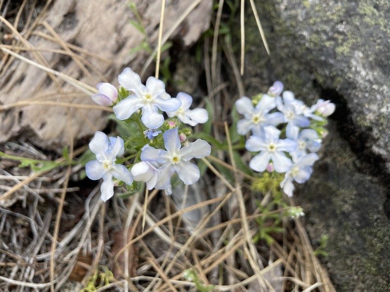 Lesser Showy Stickseed photo 8