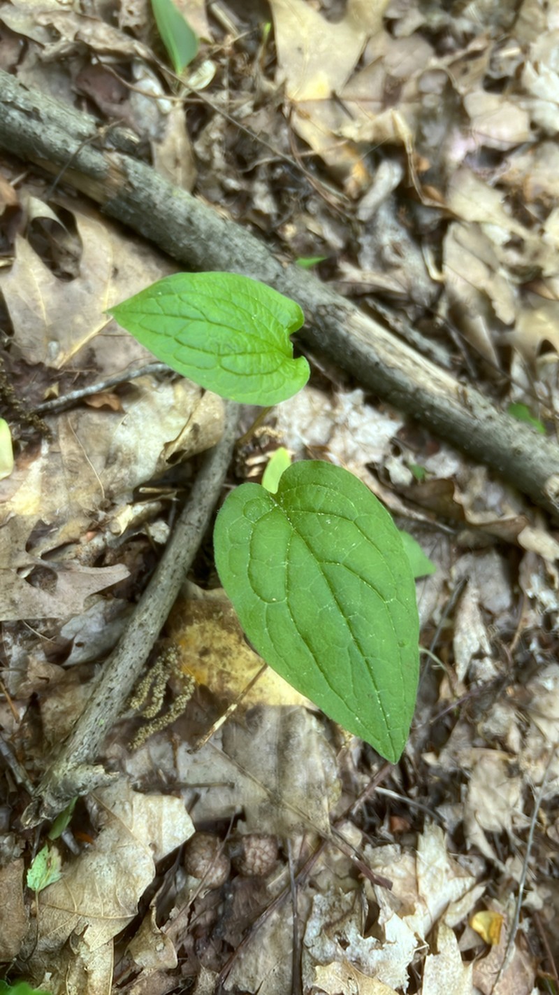 Beggarslice photo 5