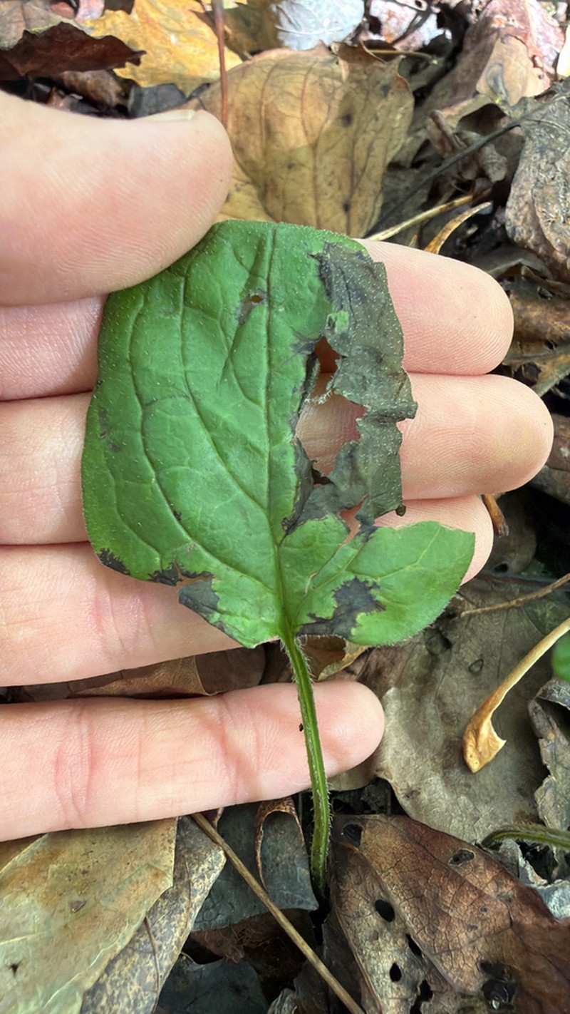 Beggarslice photo 6