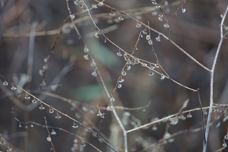 Beggarslice photo 7