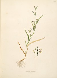 Pitscale Grass