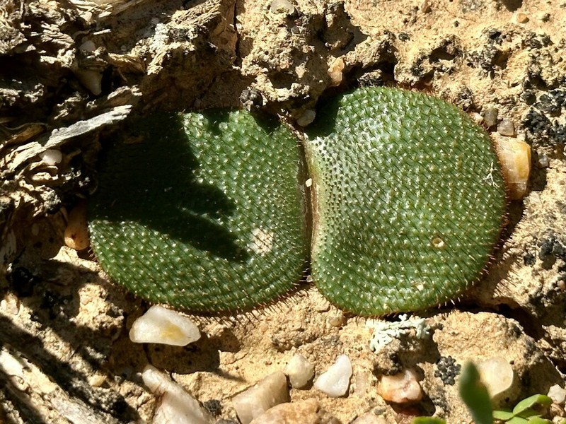 Haemanthus humanii photo 2