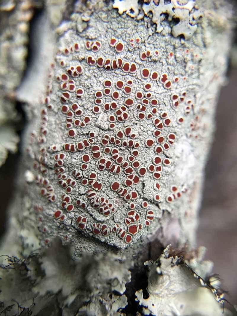 Haematomma accolens