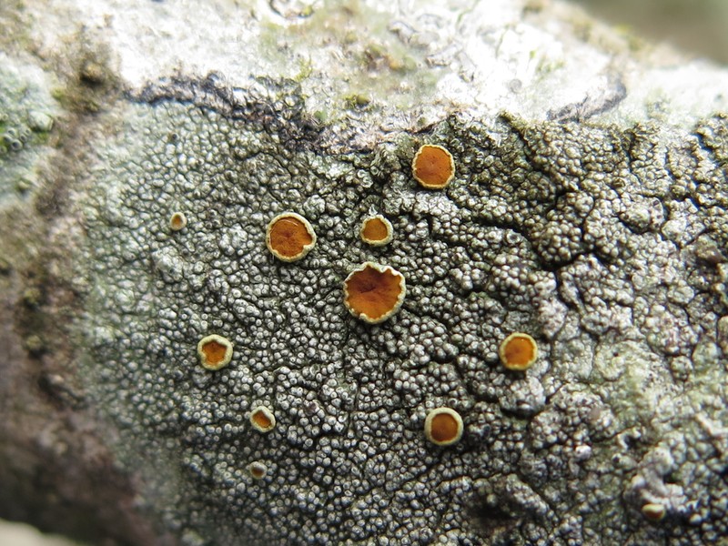 Haematomma accolens photo 2