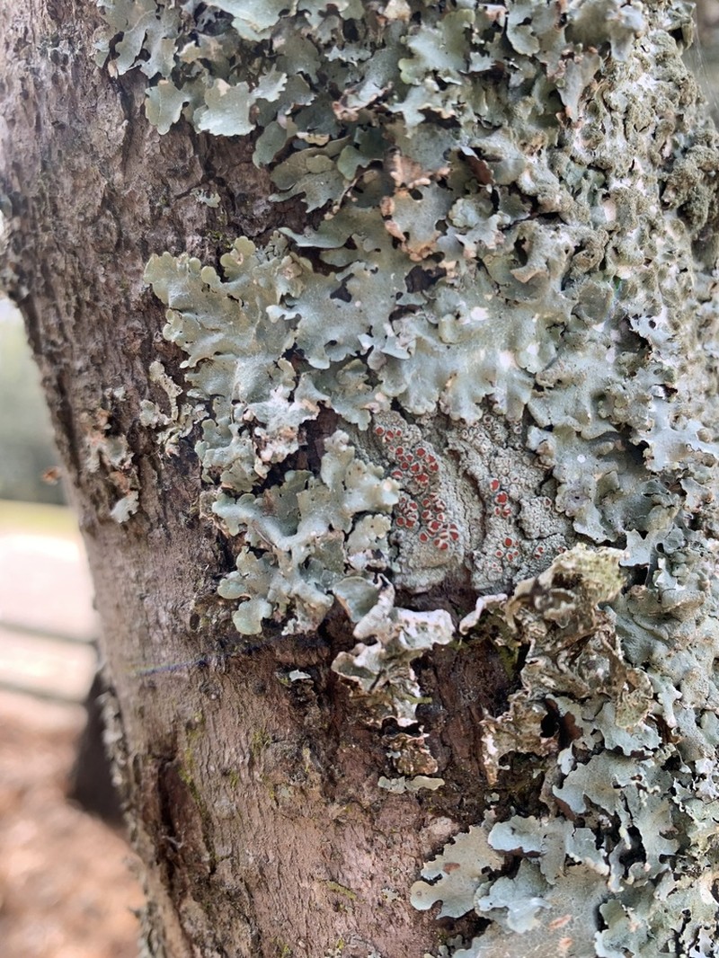 Haematomma accolens photo 3