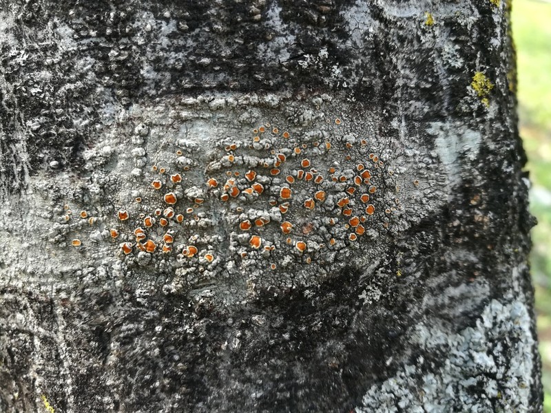 Haematomma accolens photo 4