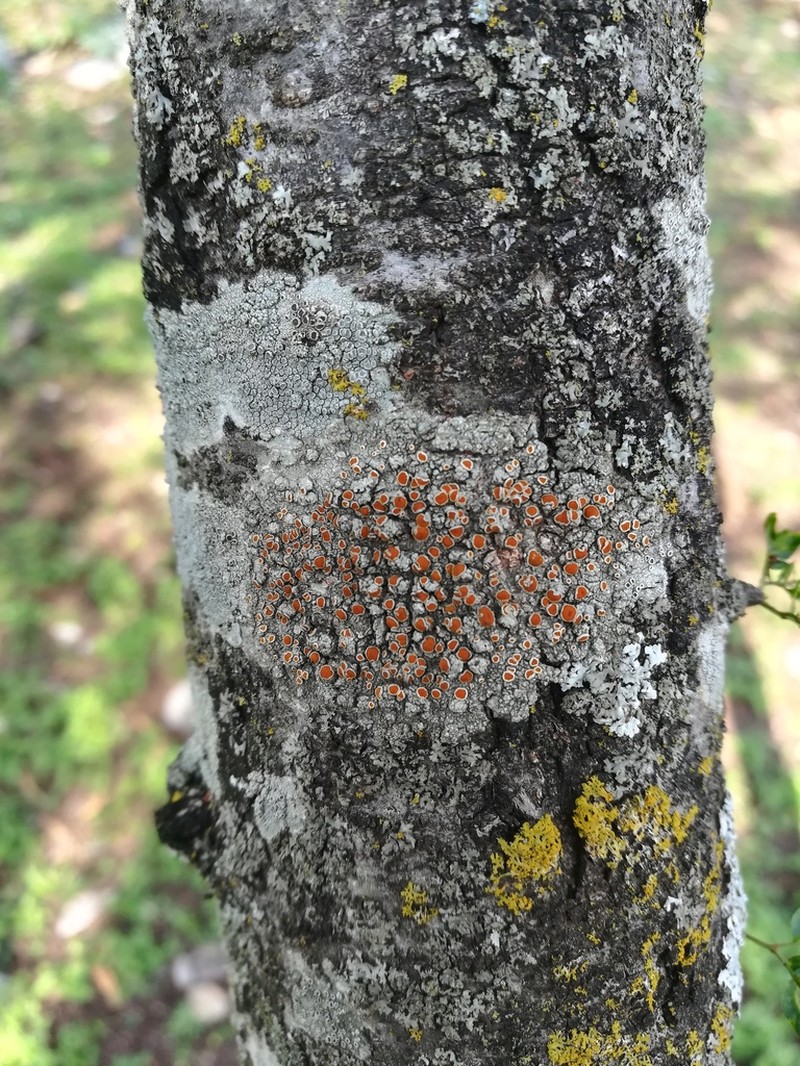 Haematomma accolens photo 5