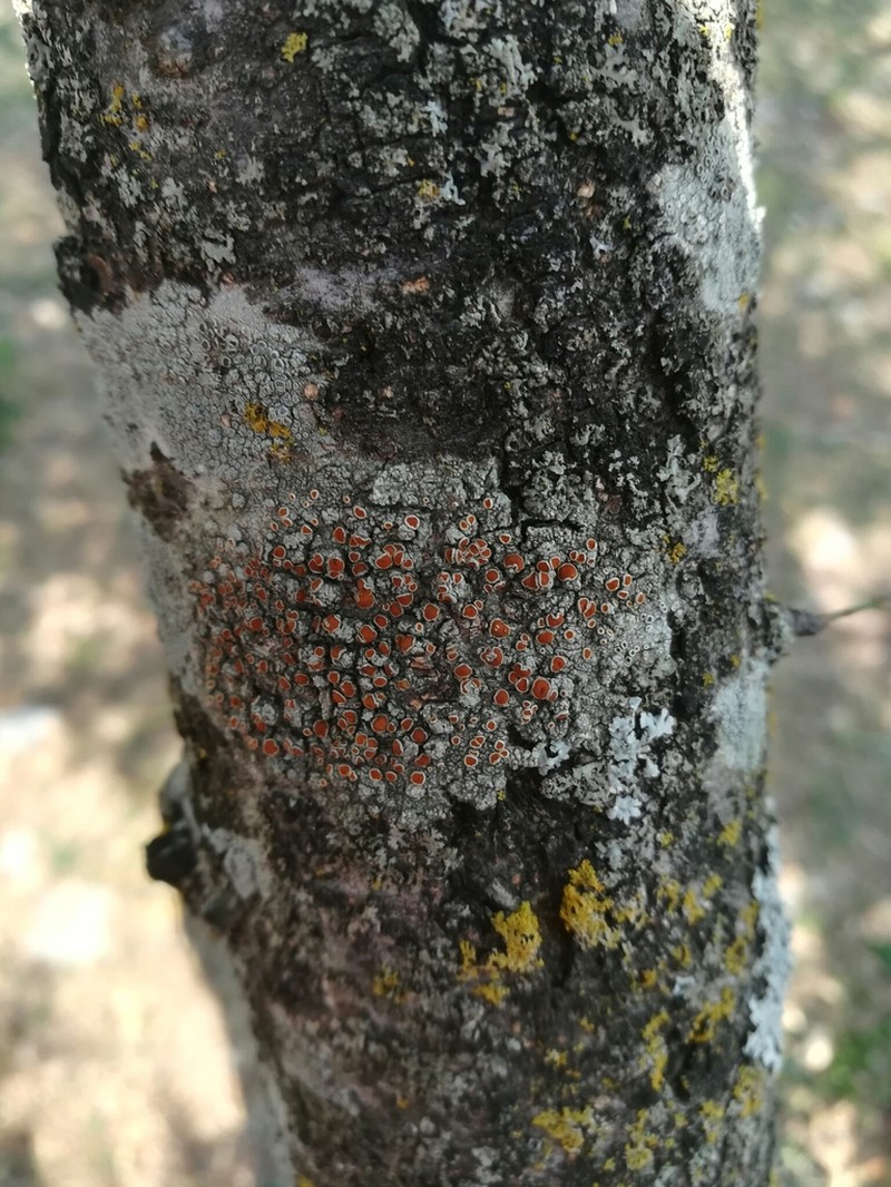 Haematomma accolens photo 6