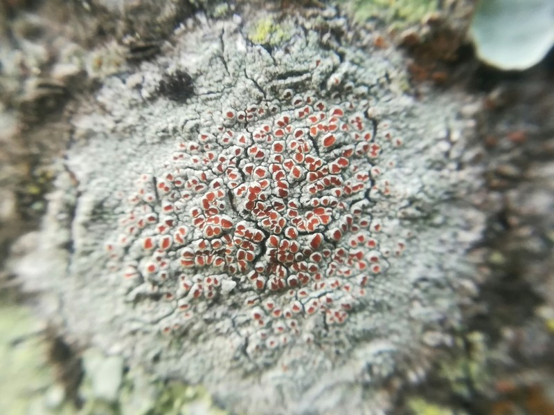 Haematomma accolens photo 7