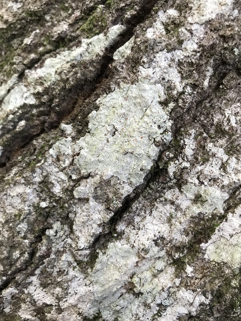 Haematomma americanum