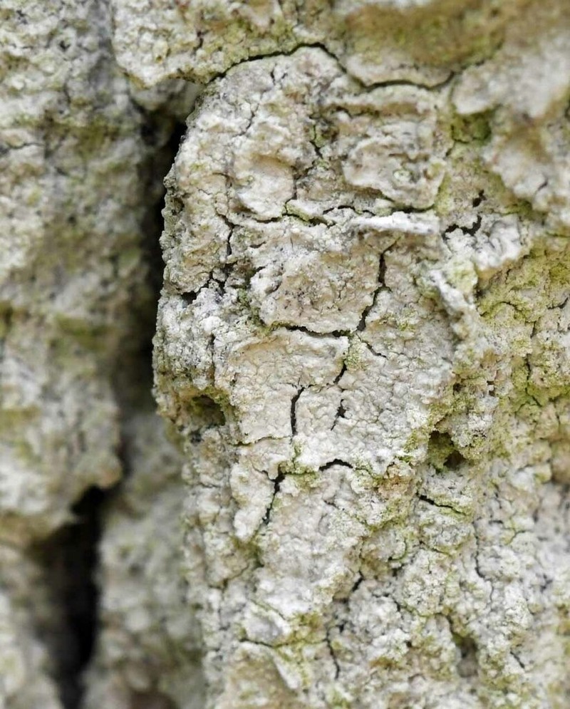 Haematomma americanum photo 2