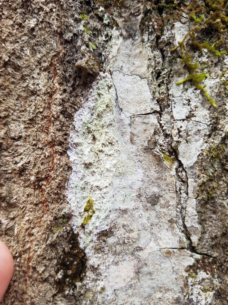 Haematomma americanum photo 4