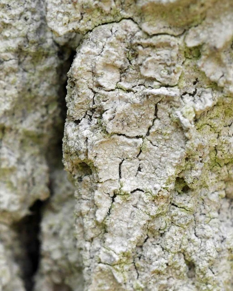 Haematomma americanum photo 5