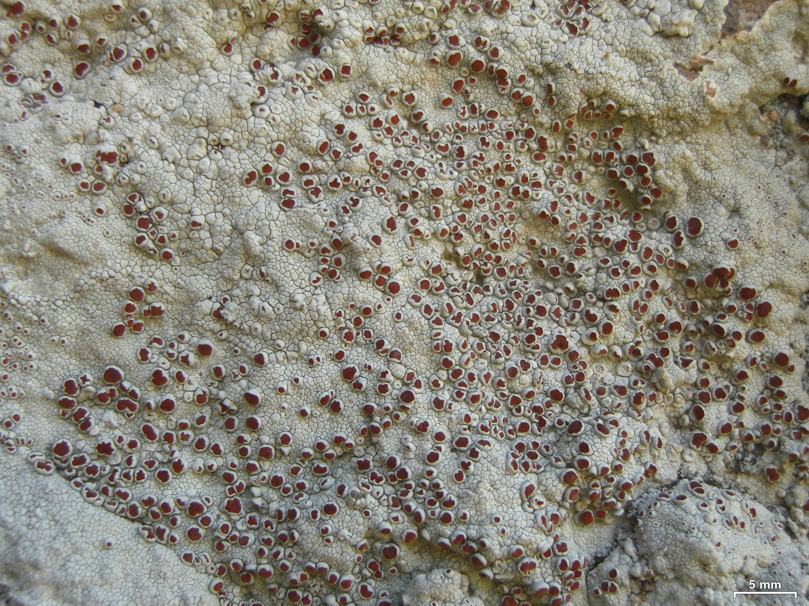 Haematomma fenzlianum