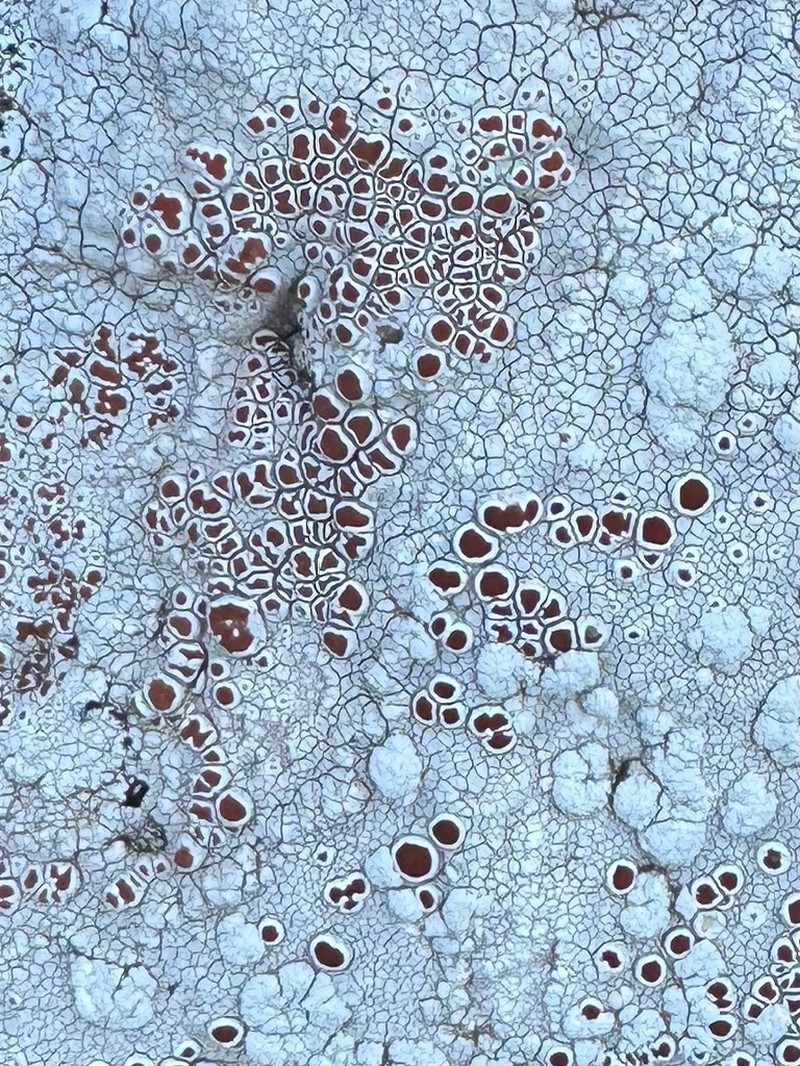 Haematomma fenzlianum
