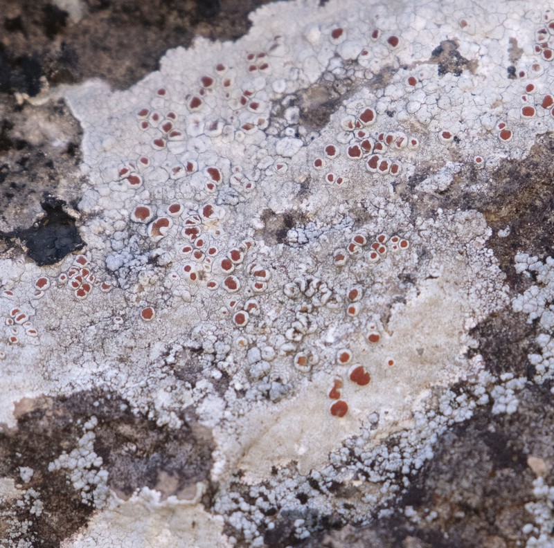 Haematomma fenzlianum photo 2