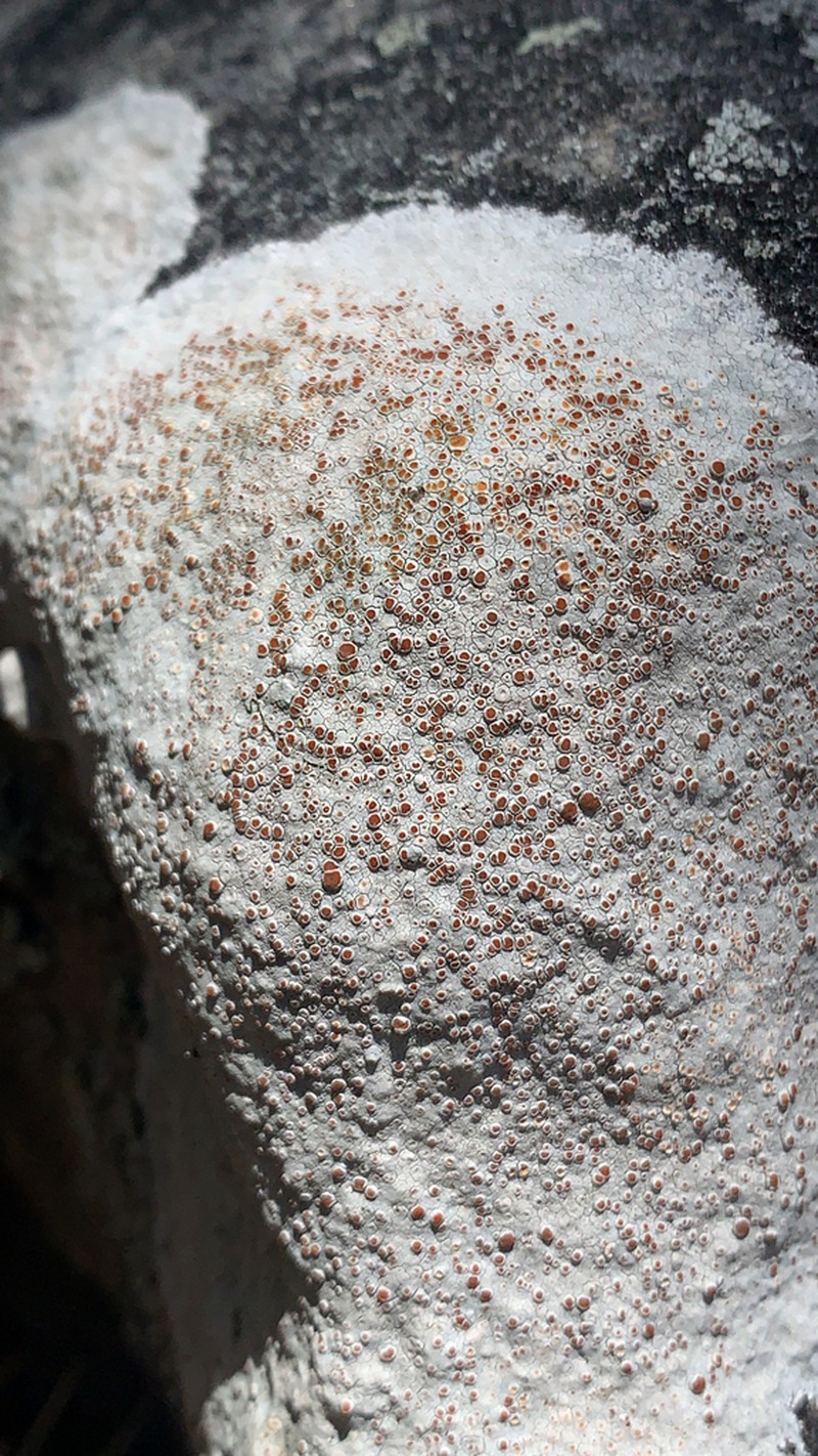 Haematomma fenzlianum photo 3