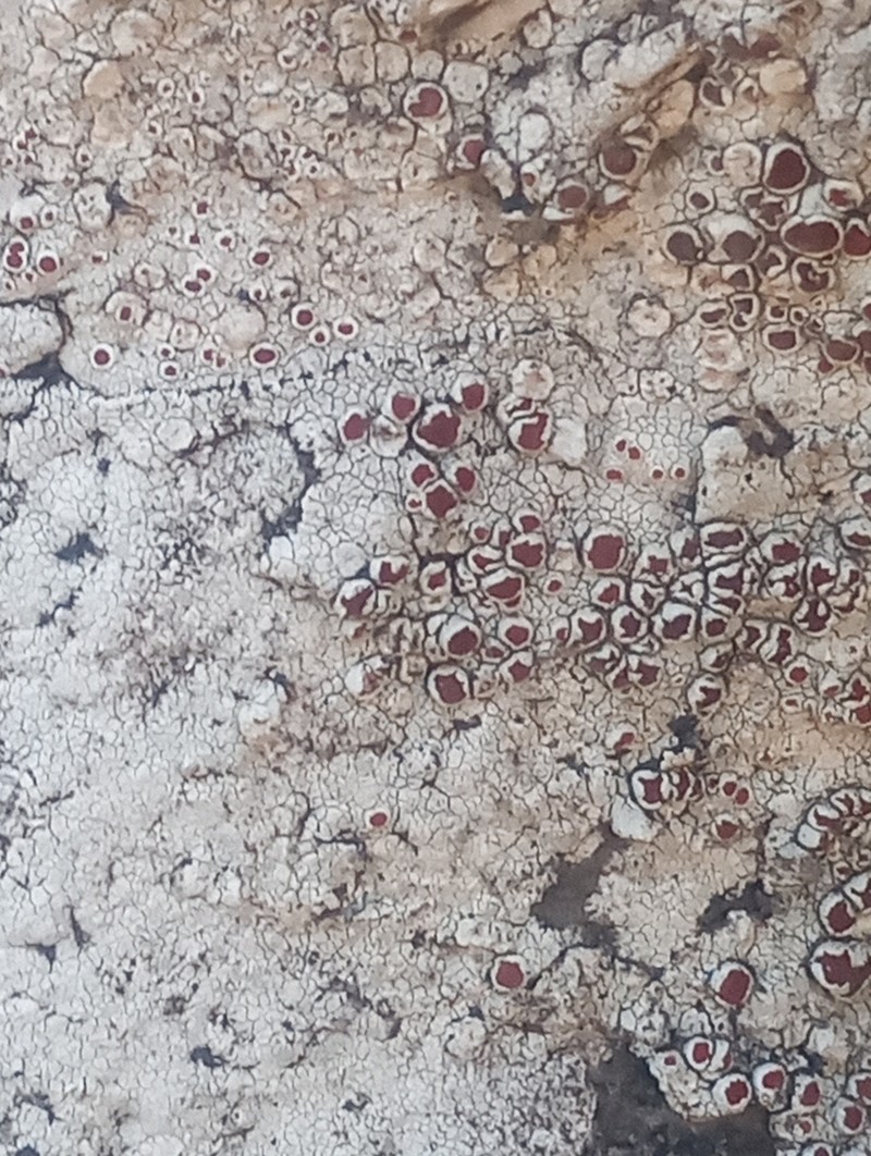 Haematomma fenzlianum photo 4