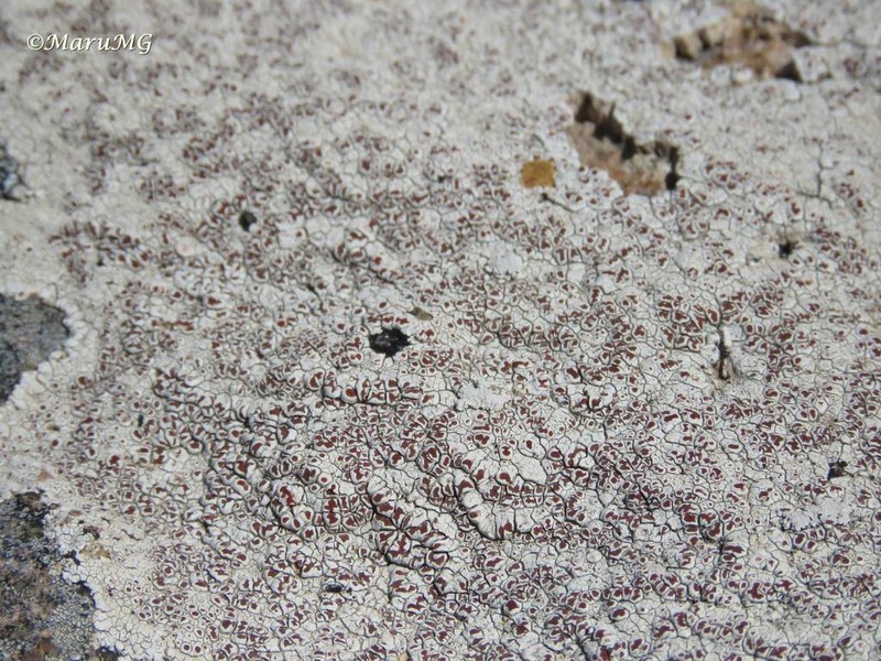 Haematomma fenzlianum photo 5
