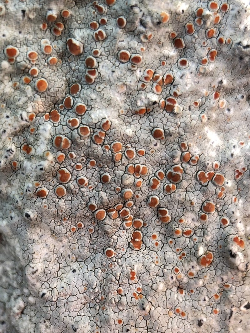 Haematomma fenzlianum photo 6