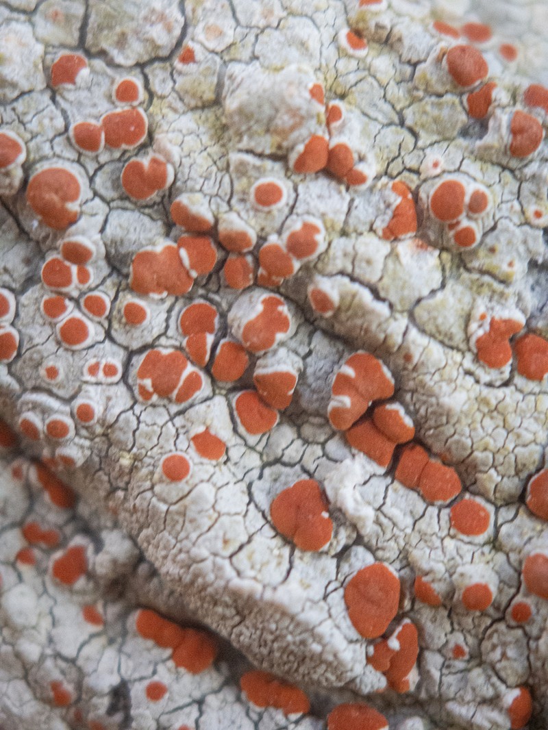 Haematomma fenzlianum photo 7