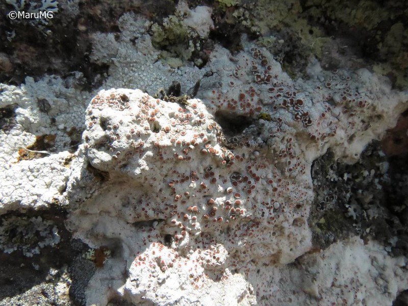 Haematomma fenzlianum photo 8