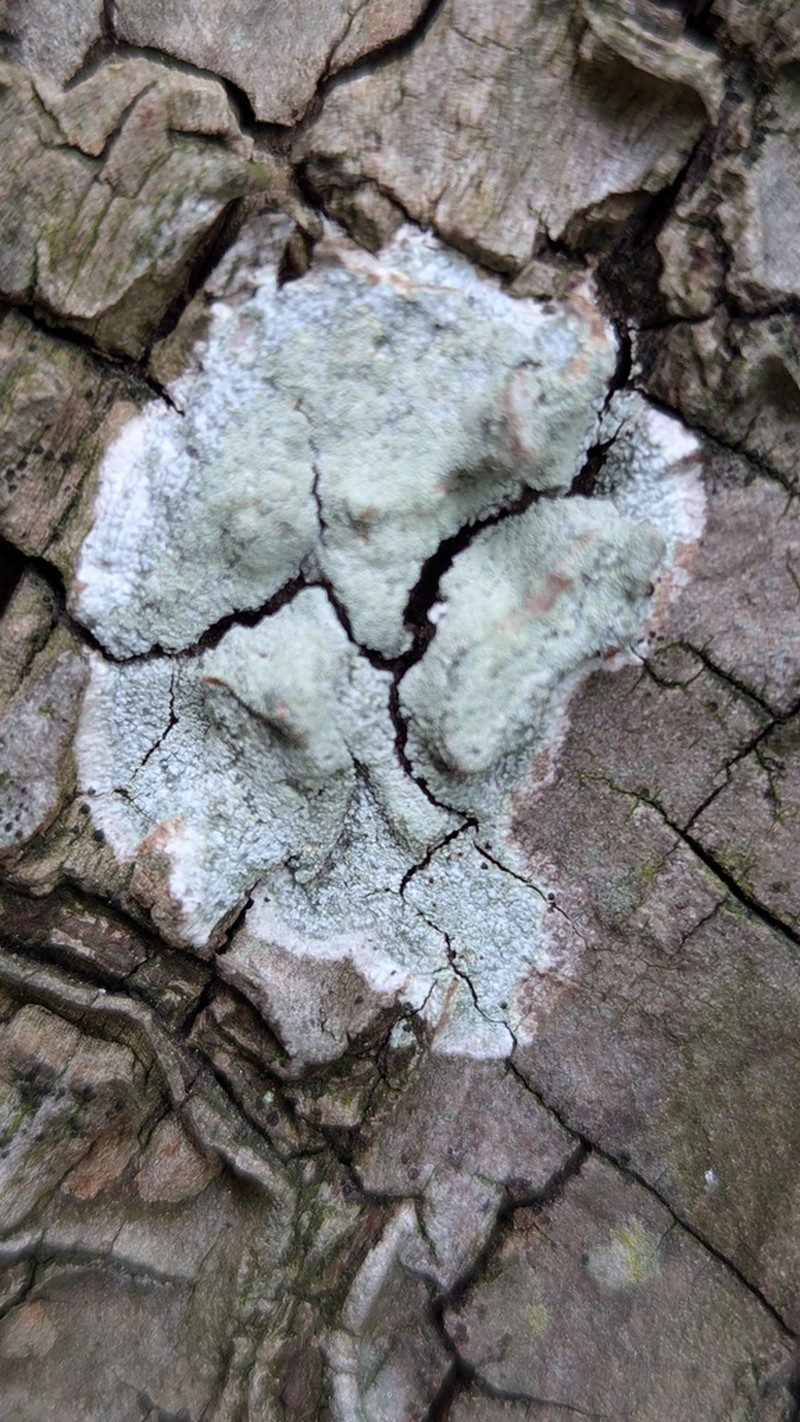 Yellow Bloodstain Lichen