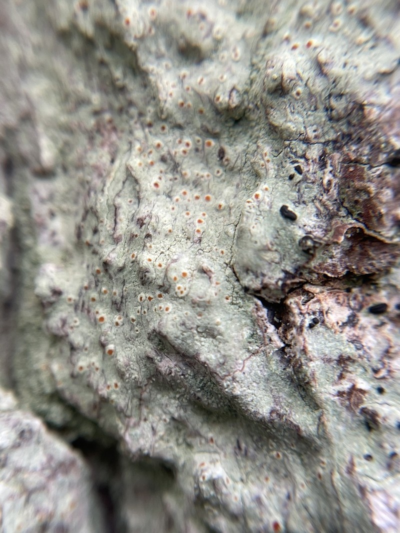 Yellow Bloodstain Lichen photo 2