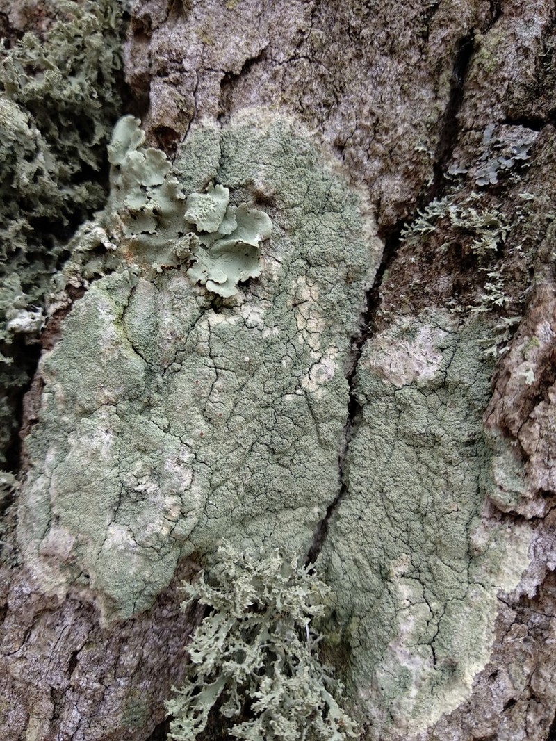 Yellow Bloodstain Lichen photo 3