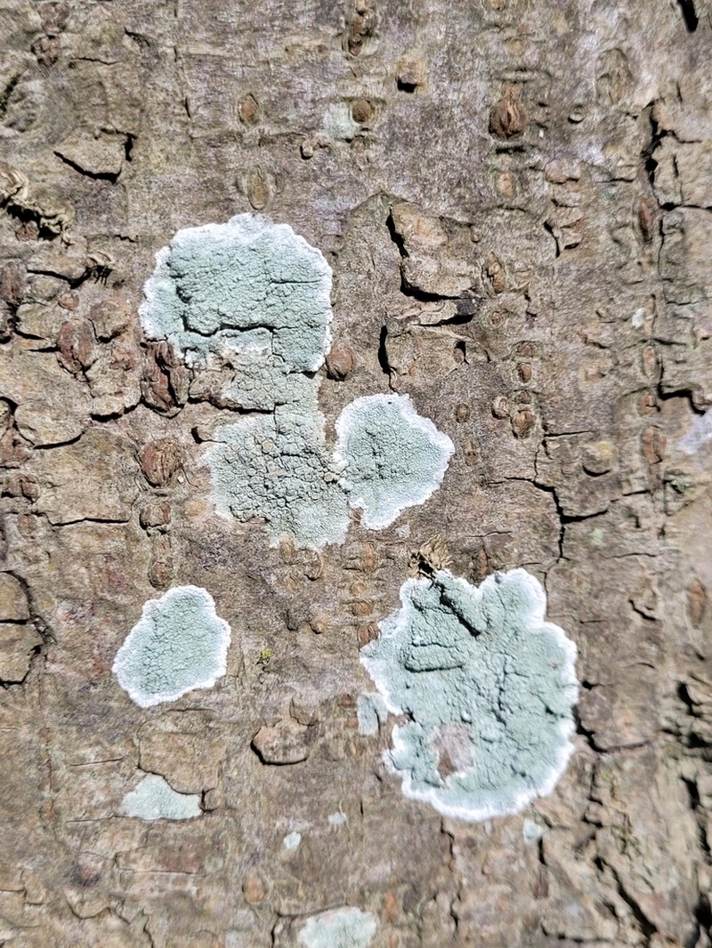 Yellow Bloodstain Lichen photo 4