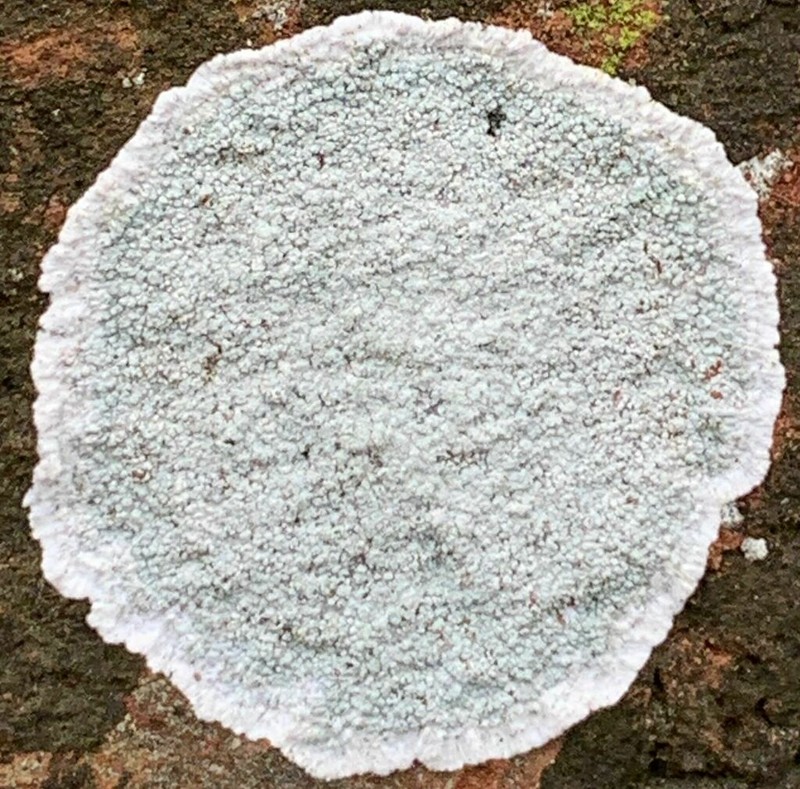 Yellow Bloodstain Lichen photo 5