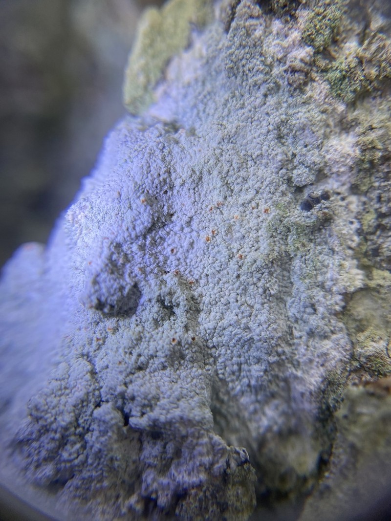 Yellow Bloodstain Lichen photo 6