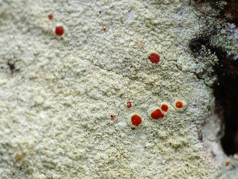 Yellow Bloodstain Lichen photo 7