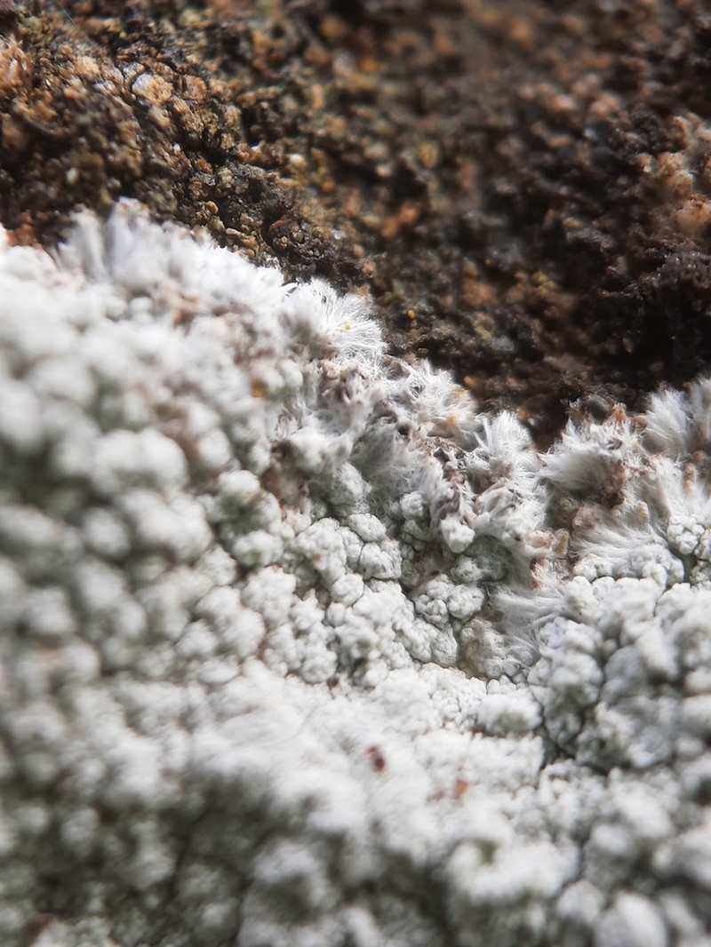 Yellow Bloodstain Lichen photo 8